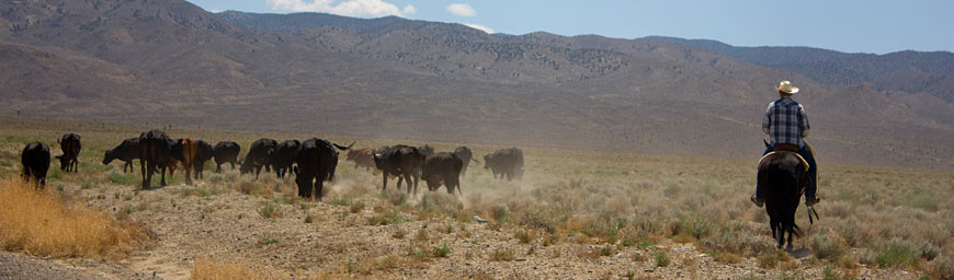 Cowboy working on a ranch